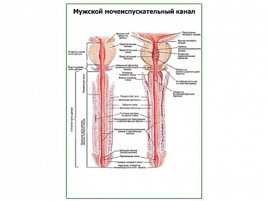 Мужской мочеиспускательный канал плакат глянцевый А1/А2 (глянцевый A2)