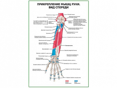 Прикрепление мышц руки. Вид спереди плакат глянцевый А1/А2 (глянцевый A1)