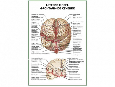Артерии мозга. Фронтальное сечение плакат глянцевый А1/А2 (глянцевый A1)
