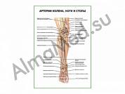 Артерии колена, ноги и стопы плакат ламинированный А1/А2 (ламинированный	A2)