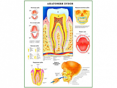 Анатомия зубов, плакат глянцевый А1/А2 (глянцевый A1)