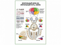 Зрительный нерв (II) Зрительный путь. Схема плакат глянцевый А1+/А2+ (глянцевая фотобумага от 200 г/кв.м, размер A2+)