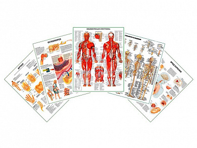 Комплект плакатов для кабинета ревматолога глянцевый А1/А2 (глянцевый A1)