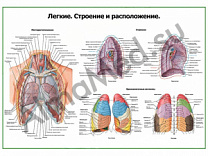 Легкие, строение и расположение, плакат глянцевый/ламинированный А1/А2 (глянцевый	A2)