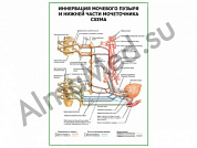 Иннервация мочевого пузыря и нижней части мочеточника плакат ламинированный А1/А2 (ламинированный	A2)