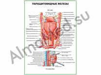 Паращитовидные железы плакат ламинированный А1/А2 (ламинированный	A2)
