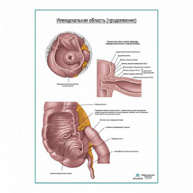 Подвздошно-слепокишечная область, продолжение, плакат глянцевый  А1+/А2+ (глянцевая фотобумага от 200 г/кв.м, размер A1+)