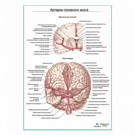 Артерии мозга. Фронтальное сечение плакат глянцевый А1+/А2+ (глянцевый холст от 200 г/кв.м, размер A1+)