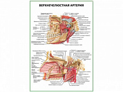 Верхнечелюстная артерия плакат глянцевый А1/А2 (глянцевый A2)