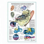 Внутреннее ухо, плакат глянцевый А1+/А2+ (глянцевый холст от 200 г/кв.м, размер A1+)