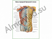 Вены передней брюшной стенки плакат ламинированный А1/А2 (ламинированный	A2)