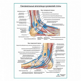 Сухожильные влагалища стопы плакат глянцевый А1+/А2+ (глянцевая фотобумага от 200 г/кв.м, размер A1+)