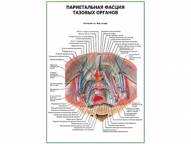 Париетальная фасция тазовых органов плакат глянцевый А1/А2 (глянцевый A1)