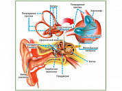 Вестибулярный аппарат, плакат глянцевый А1/А2 (глянцевый A2)