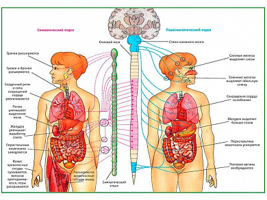 Вегетативная Нервная Система, плакат глянцевый А1/А2 (глянцевый A2)