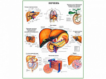Строение печени и некоторые нарушения, плакат глянцевый  А1/А2 (глянцевый A2)