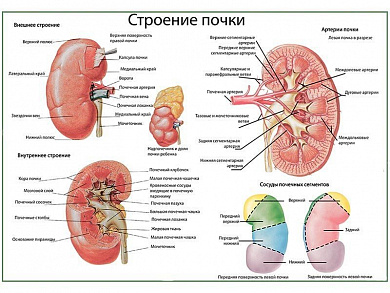 Почка, строение, кровоснабжение, плакат глянцевый/ламинированный А1/А2 (глянцевый	A2)