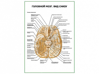 Головной мозг, вид снизу плакат глянцевый А1/А2 (глянцевый A1)