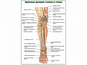 Крупные артерии голени и стопы плакат глянцевый А1/А2 (глянцевый A2)