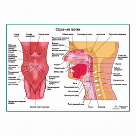Строение глотки, плакат глянцевый  А1+/А2+ ( глянцевая фотобумага от 200 г/кв.м, размер A2+)
