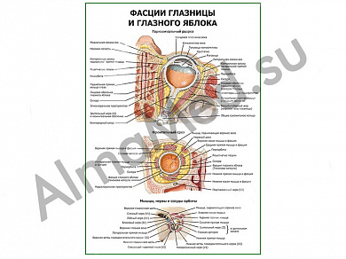 Фасции глазницы и глазного яблока плакат ламинированный А1/А2 (ламинированный	A2)