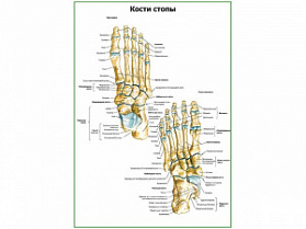 Кости стопы плакат глянцевый А1/А2 (глянцевый A2) Кости стопы плакат глянцевый А1/А2 (глянцевый A2)