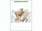 Соединение костей таза плакат глянцевый А1/А2 (глянцевый A1)