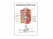 Бронхиальные артерии и вены плакат глянцевый А1/А2 (глянцевый A2)