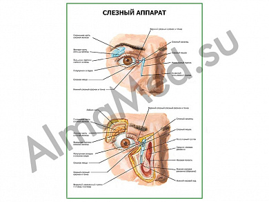 Слезный аппарат плакат ламинированный А1/А2 (ламинированный	A2)