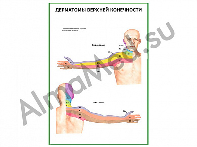 Дерматомы верхней конечности плакат глянцевый/ламинированный А1/А2 (глянцевый	A2)