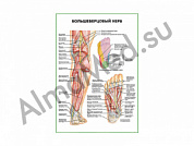 Большеберцовый нерв плакат глянцевый/ламинированный А1/А2 (глянцевый	A2)