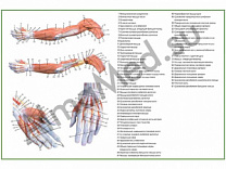 Мышцы руки, плакат ламинированный А1/А2 (ламинированный	A2)