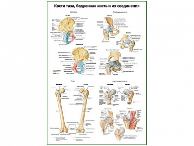 Кости таза, бедренная кость, соединение плакат глянцевый А1/А2 (глянцевый A2)