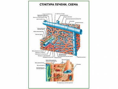 Структура печени схема плакат глянцевый  А1/А2 (глянцевый A2)