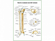 Кости и связки костей голени плакат глянцевый А1/А2 (глянцевый A1)