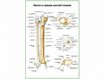Кости и связки костей голени плакат глянцевый А1/А2 (глянцевый A1)