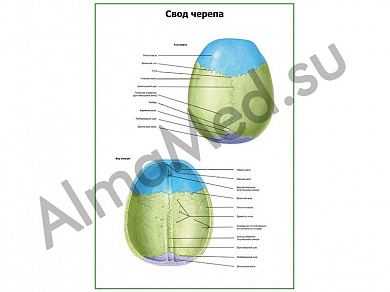 Свод черепа плакат глянцевый/ламинированный А1/А2 (глянцевый	A2)