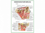 Нижнечелюстной нерв плакат глянцевый А1/А2 (глянцевый A2)