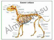 Скелет собаки, плакат ламинированный А1/А2 (ламинированный A2)