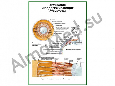 Хрусталик и поддерживающие структуры плакат ламинированный А1/А2 (ламинированный	A2)