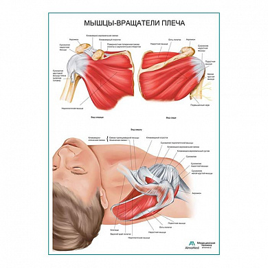 Мышцы - вращатели плеча плакат глянцевый А1+/А2+ (матовый холст от 200 г/кв.м, размер A1+)
