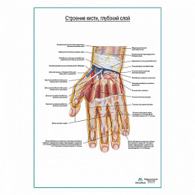 Строение кисти, глубокий слой плакат глянцевый А1+/А2+ (матовый холст от 200 г/кв.м, размер A1+)