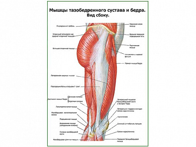 Мышцы тазобедренного сустава вид сбоку плакат глянцевый А1/А2 (глянцевый A1)