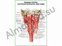 Мышцы глотки. Частичное вскрытие плакат глянцевый/ламинированный А1/А2 (глянцевый	A2)