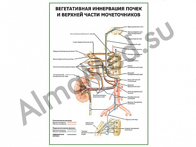 Вегетативная иннервация почек и верхней части мочеточников плакат ламинированный А1/А2 (ламинированный	A2)