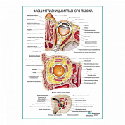 Фасции глазницы и глазного яблока плакат глянцевый А1+/А2+ (глянцевый холст от 200 г/кв.м, размер A1+)