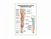 Седалищный нерв и задний кожный нерв бедра плакат глянцевый А1/А2 (глянцевый A2)