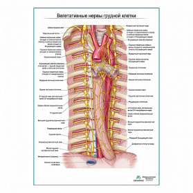 Автономные нервы грудной клетки плакат глянцевый А1+/А2+ (глянцевый холст от 200 г/кв.м, размер A1+)