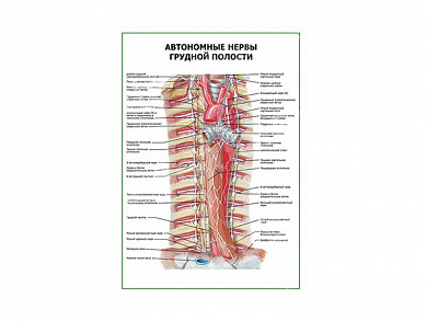 Автономные нервы грудной полости плакат глянцевый А1/А2 (глянцевый A1)
