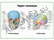 Череп человека: вид спереди и сбоку, плакат ламинированный А1/А2 (ламинированный	A2)